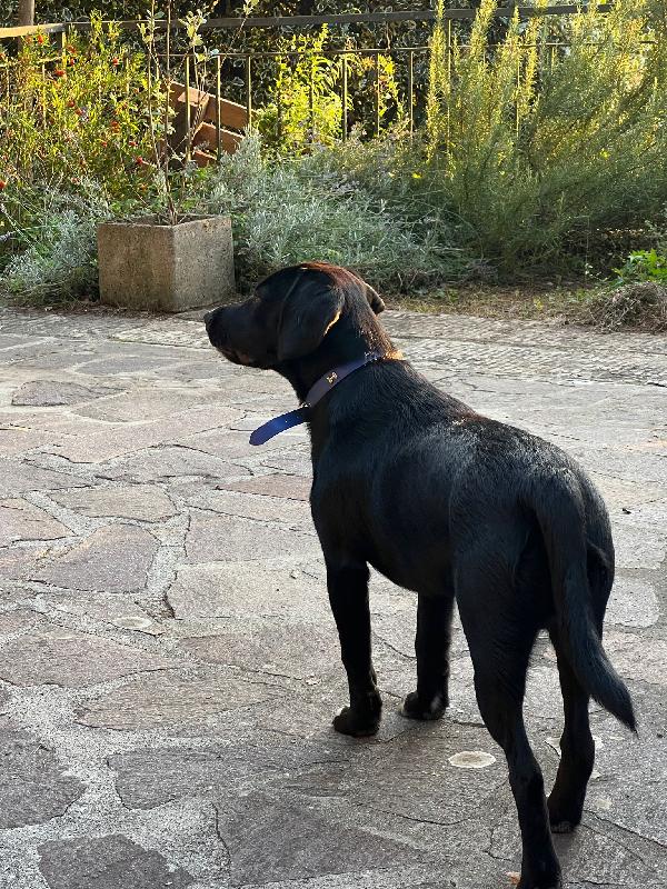 🐾 BRUNO – UN CUCCIOLO CHE MERITA UNA SECONDA OCCASIONE 🐾 Foto 4